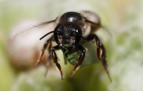 Megachile sp.